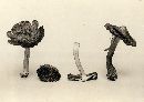 Inocybe rimosa image