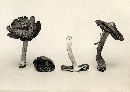 Inocybe rimosa image