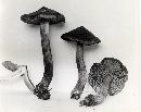 Inocybe subcarpta image