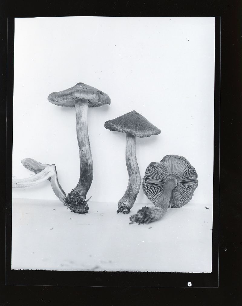 Inocybe subcarpta image