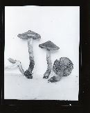 Inocybe subcarpta image