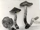 Inocybe subcarpta image