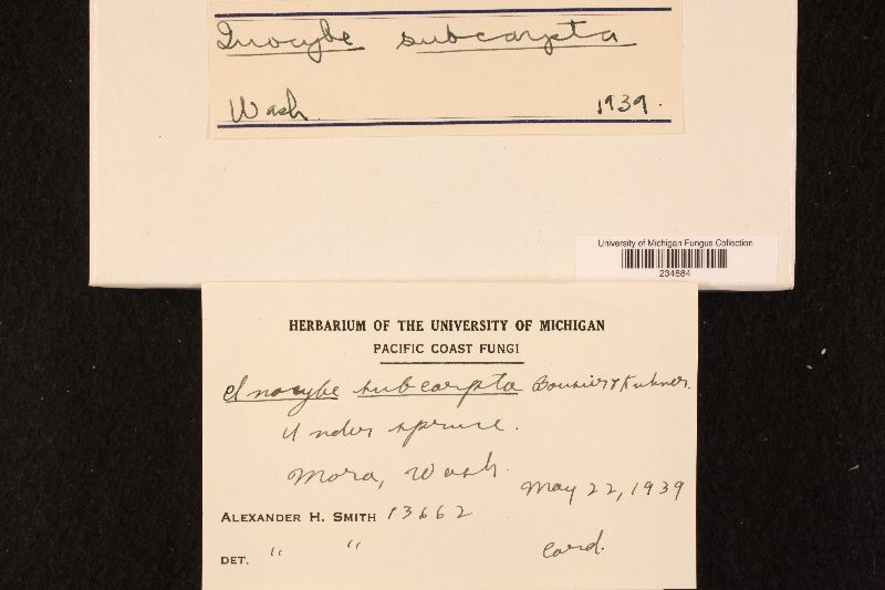 Inocybe subcarpta image
