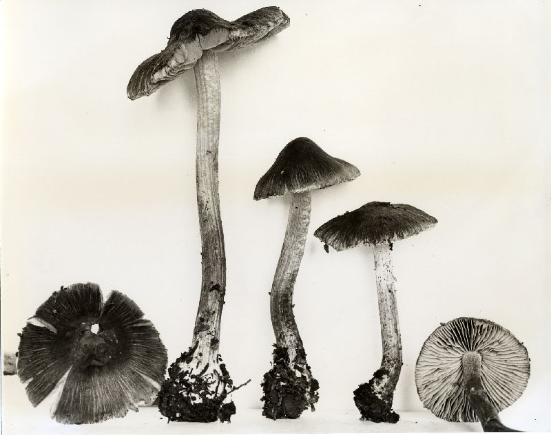Inocybe subcarpta image