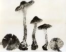 Inocybe subcarpta image