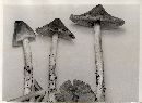 Inocybe sororia image