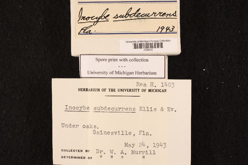 Inocybe subdecurrens image