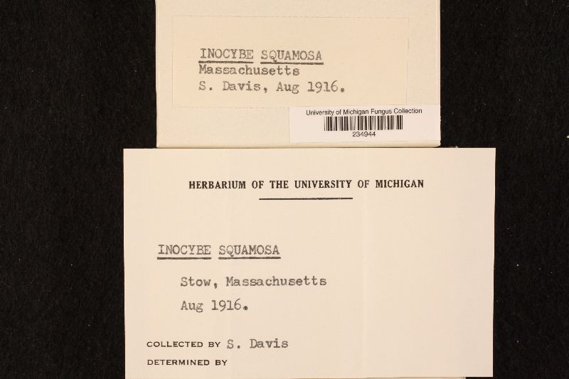 Inocybe squamosa image