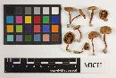 Inocybe subdecurrens image