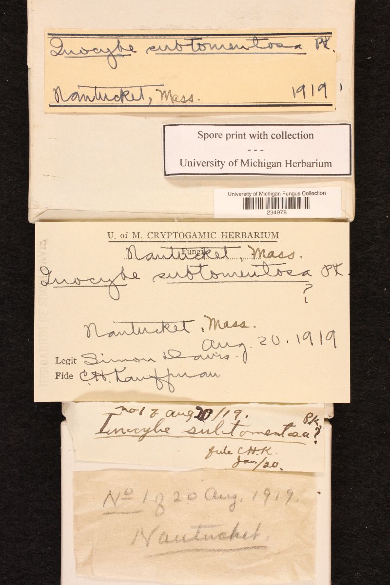 Inocybe subtomentosa image
