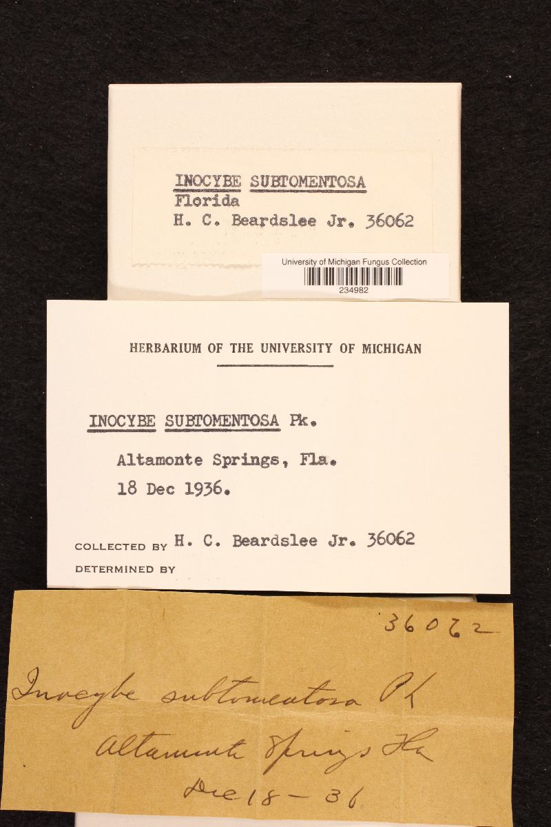 Inocybe subtomentosa image