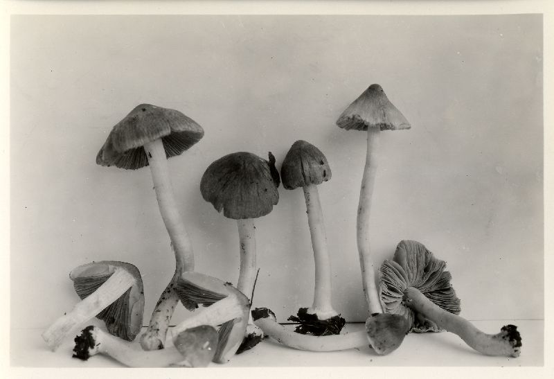 Inocybe trechispora image