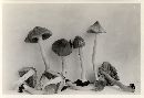 Inocybe trechispora image