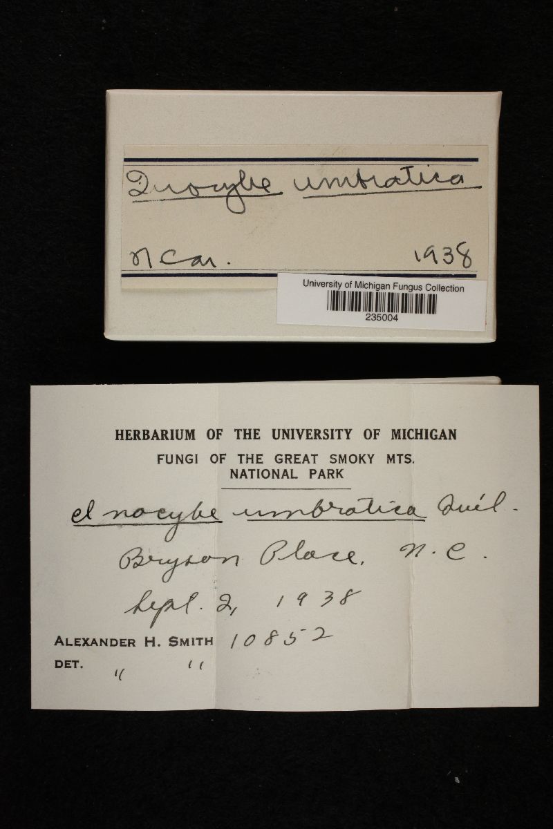 Inocybe umbratica image