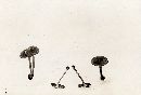 Inocybe umbrina image