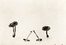 Inocybe umbrina image