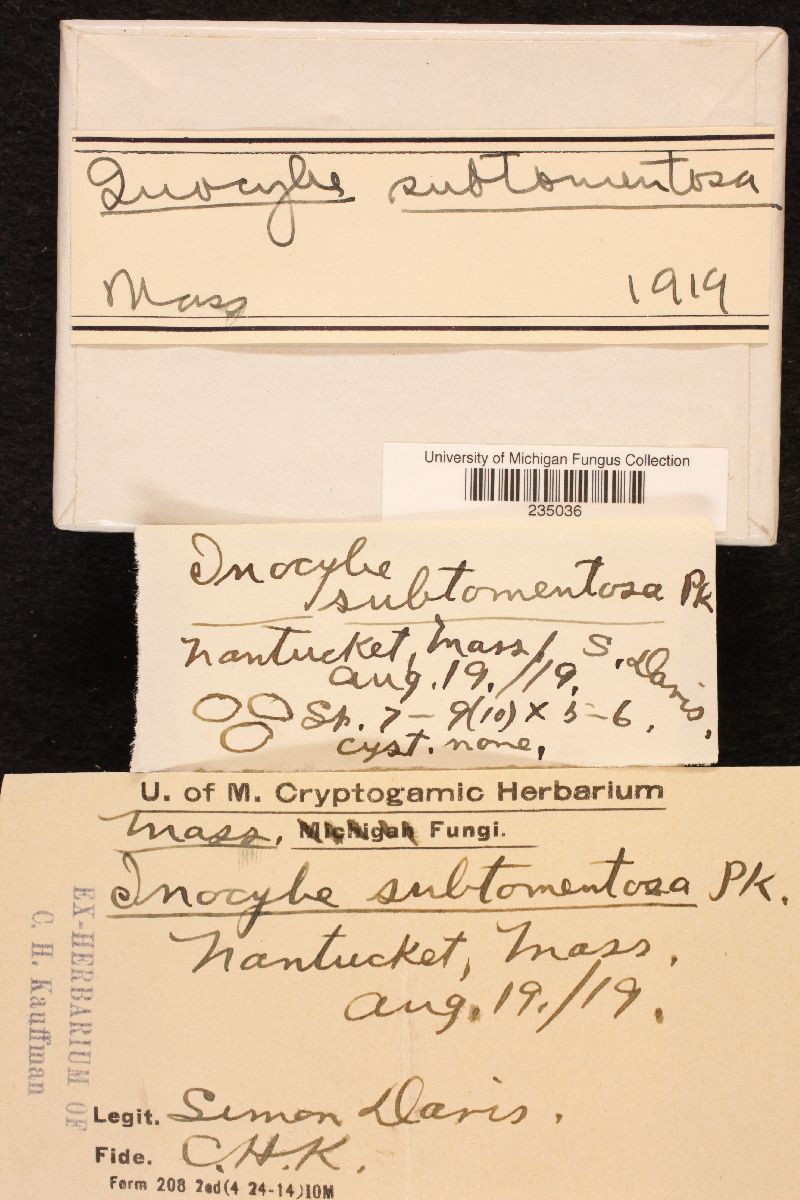 Inocybe subtomentosa image