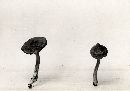 Inocybe umboninota image