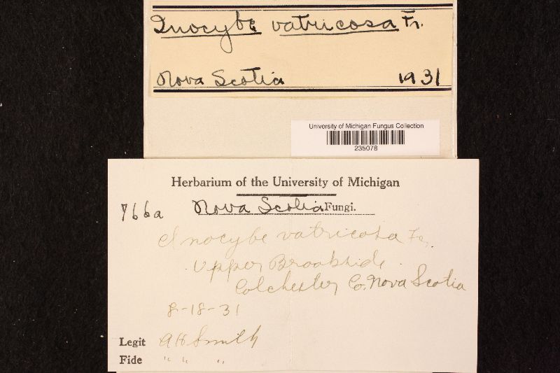 Inocybe vatricosa image