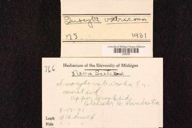 Inocybe vatricosa image