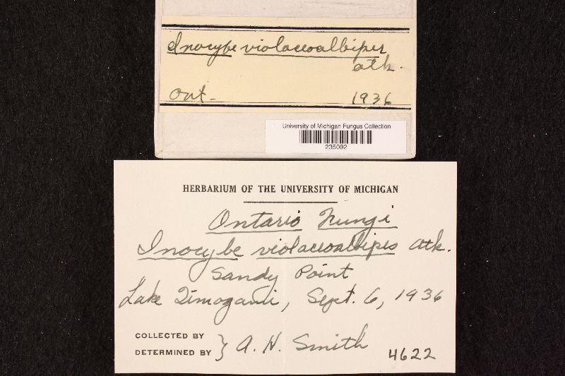 Inocybe violaceoalbipes image