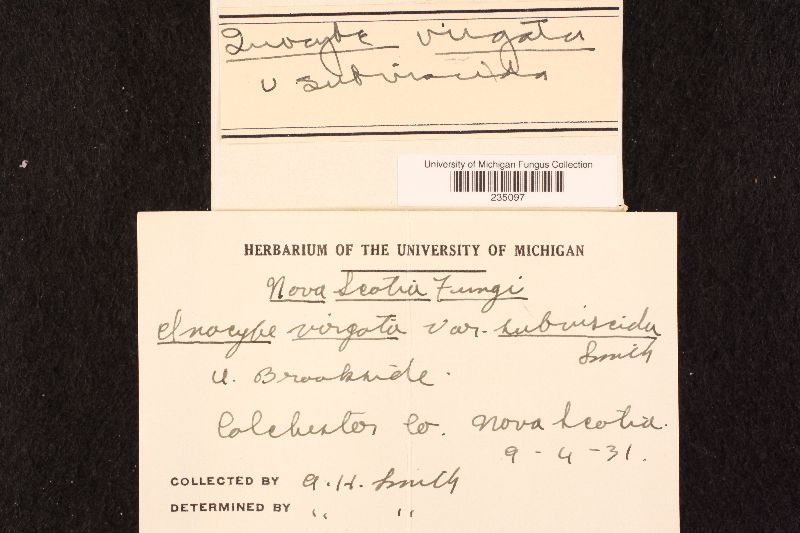 Inocybe virgata image