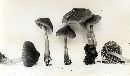 Inocybe umbrina image