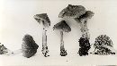 Inocybe umbrina image