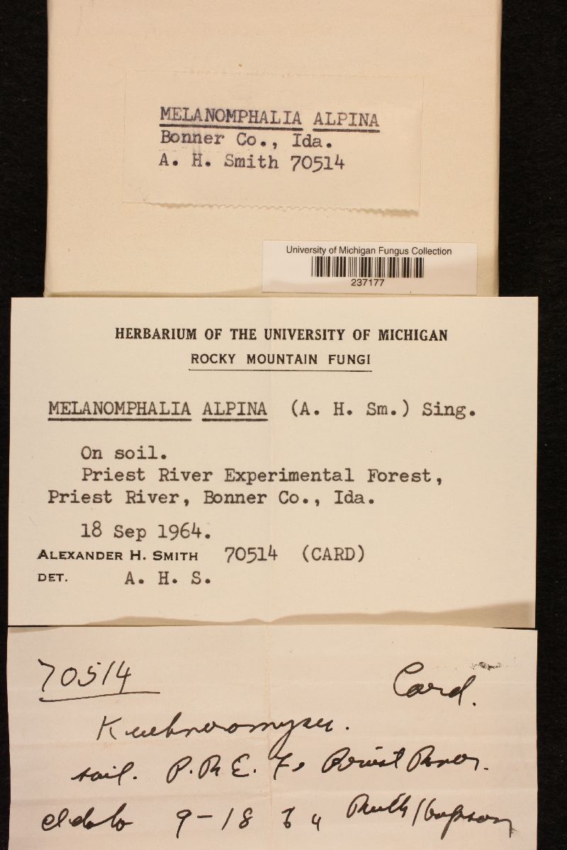 Melanomphalia image