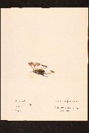 Naucoria californica image