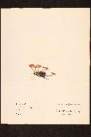 Naucoria californica image