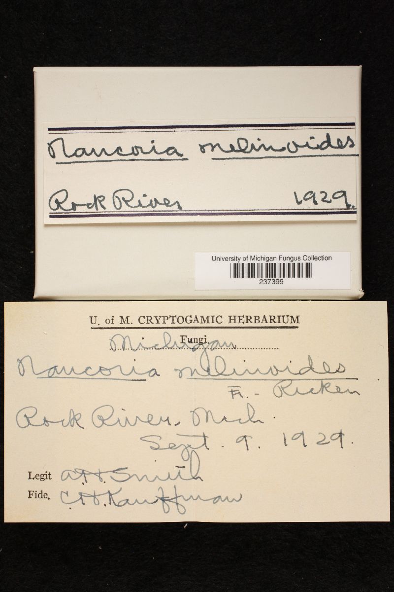 Naucoria melinoides image