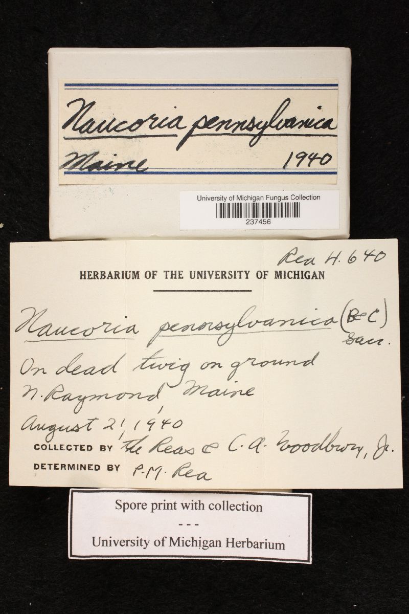 Naucoria pennsylvanica image