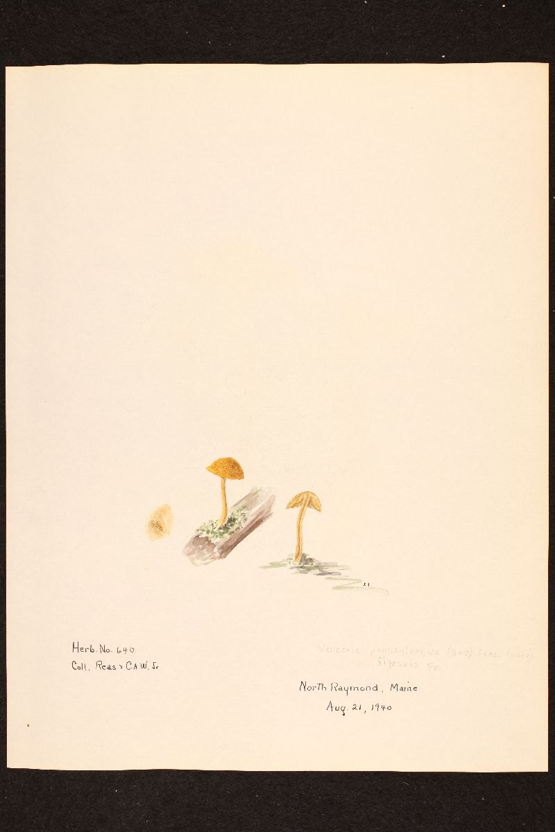 Naucoria pennsylvanica image