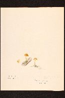 Naucoria pennsylvanica image