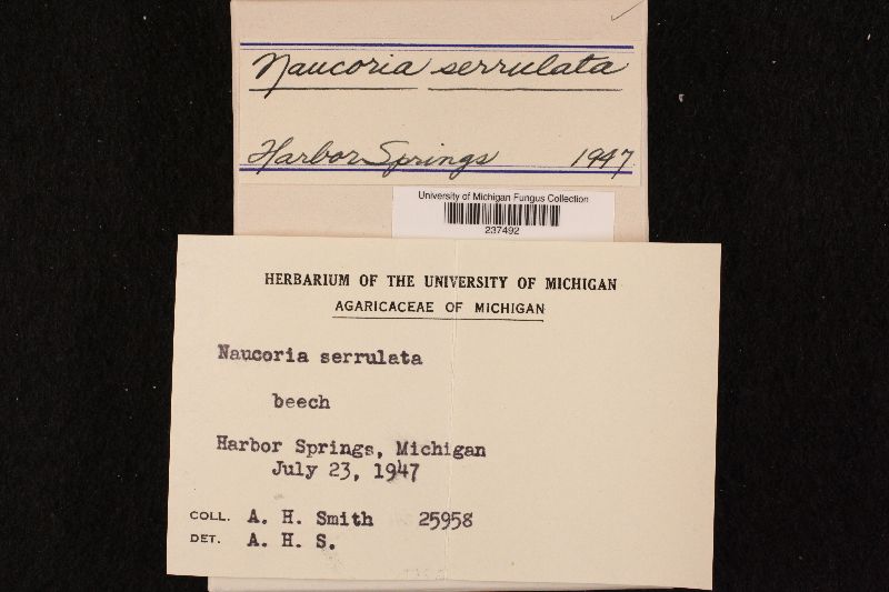 Naucoria serrulata image