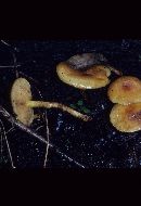 Pholiota fibrillosipes image