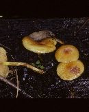 Pholiota fibrillosipes image