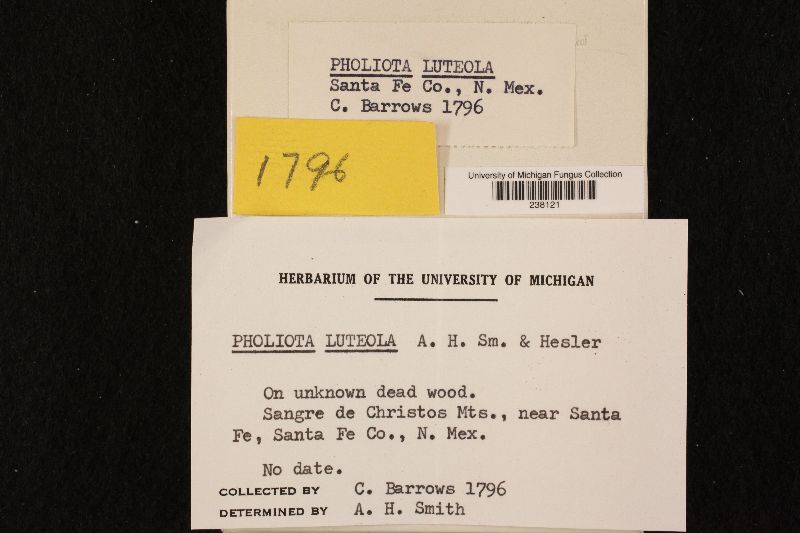 Pholiota luteola image