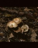 Pholiota polychroa image