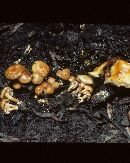 Pholiota prolixa image