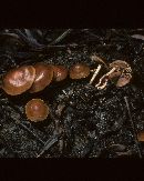 Pholiota prolixa image