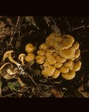 Pholiota prolixa image