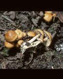 Pholiota prolixa image