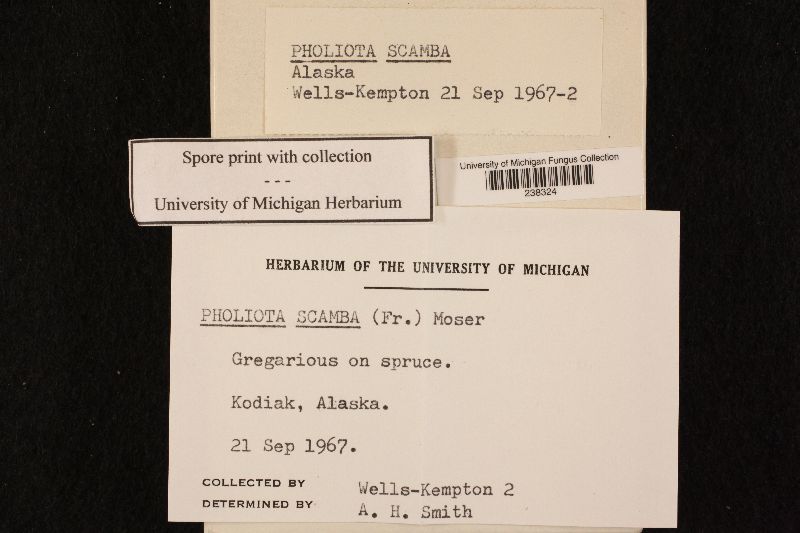 Pholiota scamba image