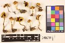 Pholiota spumosa image
