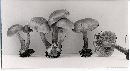 Pholiota spumosa image