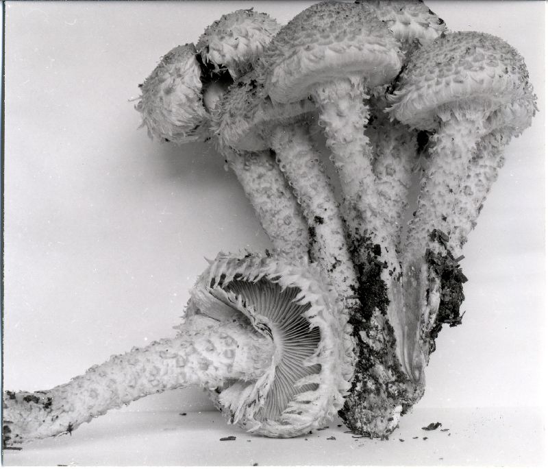 Pholiota squarrosa var. squarrosa image