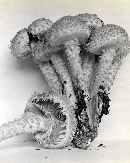 Pholiota squarrosa image