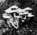 Pholiota squarrosa image